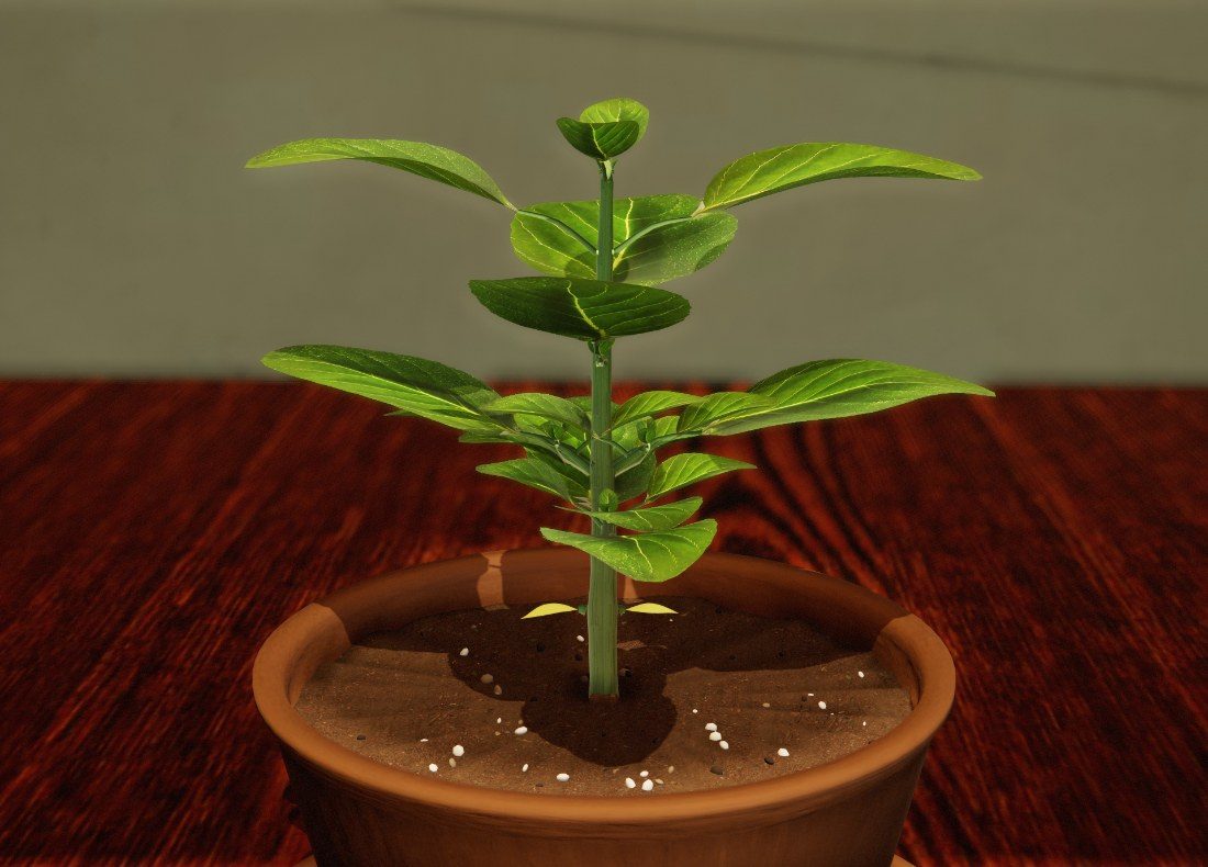 A young Sweet Basil in a terracotta pot, on day 25