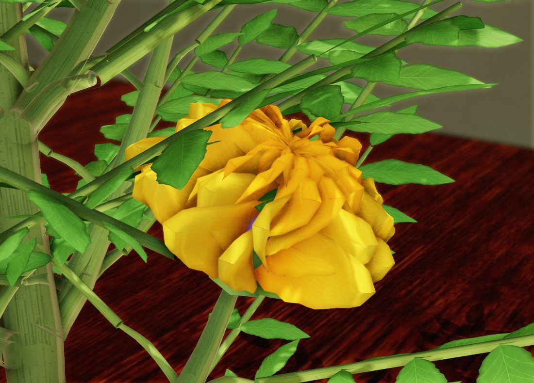 The yellow flower head of a French Marigold among its leaves