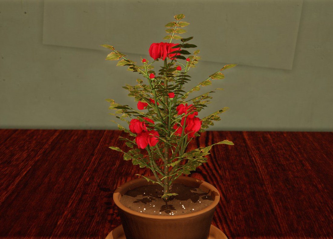 A Miniature Rose on day 50 in a terracotta pot, covered in red flowers and small red buds