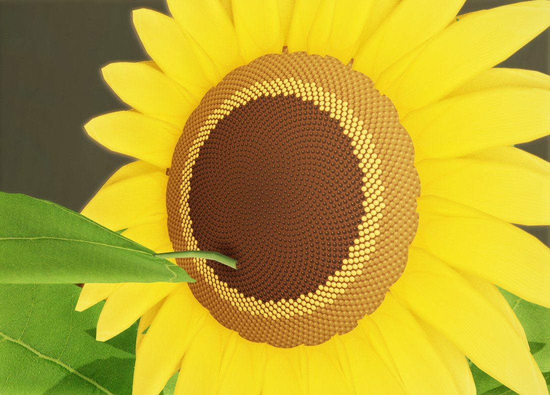 The open yellow head of a Dwarf Sunflower, close up