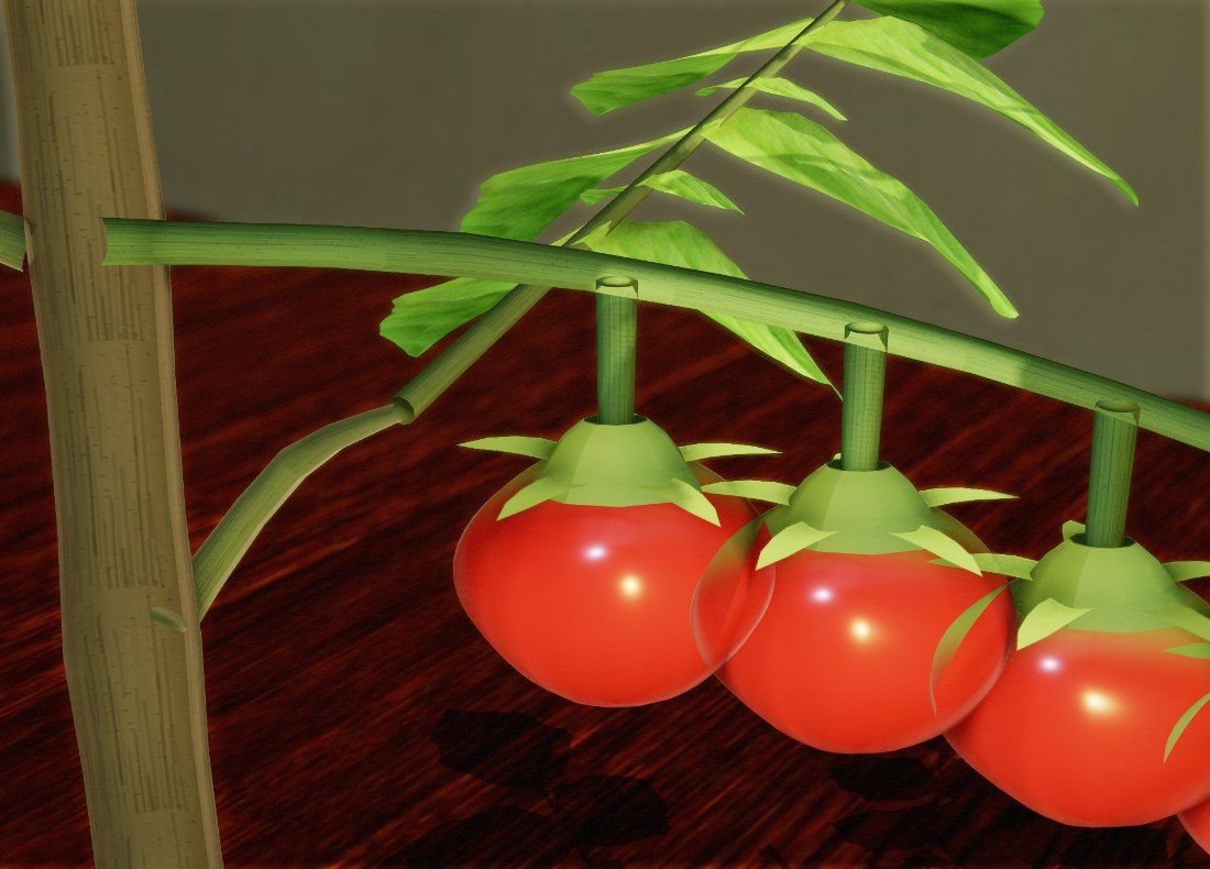 A truss of three red Micro Tomatoes hanging from a green stem