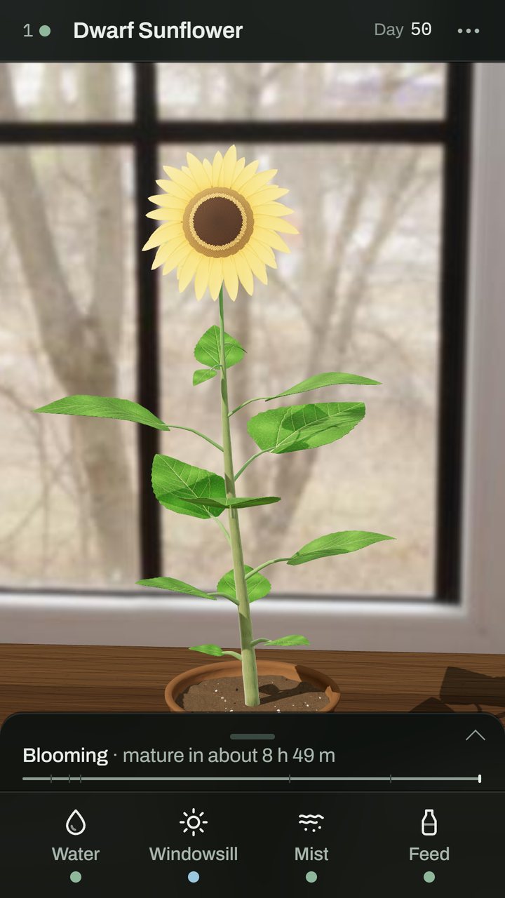 The home screen: a dwarf sunflower in bloom by a window on day 50, with the water, windowsill, mist and feed keys below
