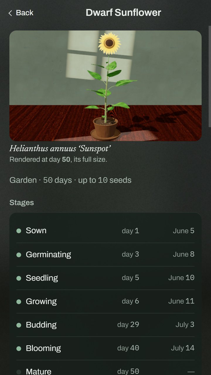 The notebook page for the dwarf sunflower: a picture of the plant at full size and its stages, from sowing to blooming, each with its date